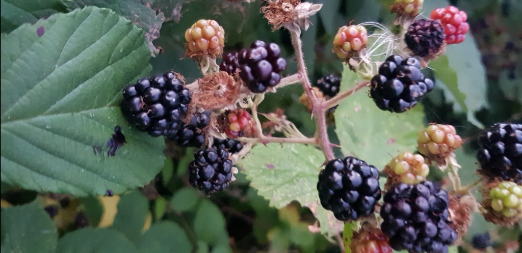 How to make wild blackberry jam