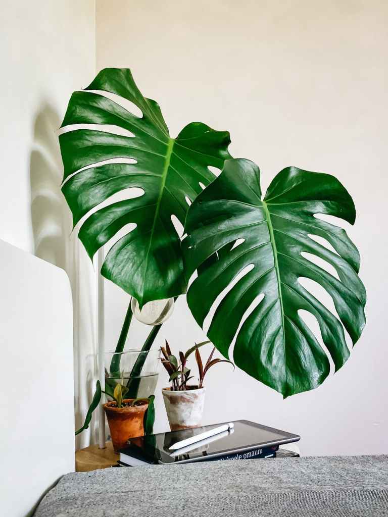 monstera deliciosa planed in vase arranged on table near laptop in bedroom. 3 Powerful Ways to De-Clutter Your Home.