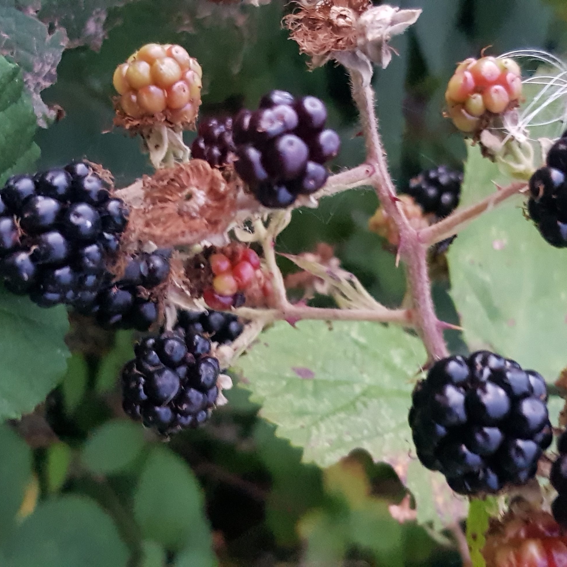 wild blackberry jam